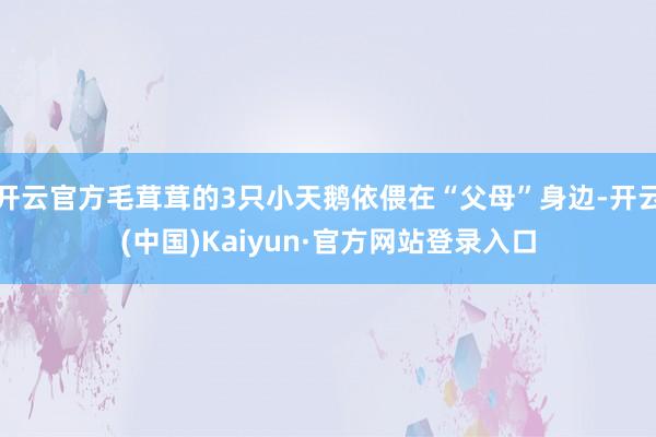 开云官方毛茸茸的3只小天鹅依偎在“父母”身边-开云(中国)Kaiyun·官方网站登录入口